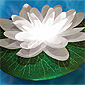 Acolyte Illuminated White Floating  LED Water Lily